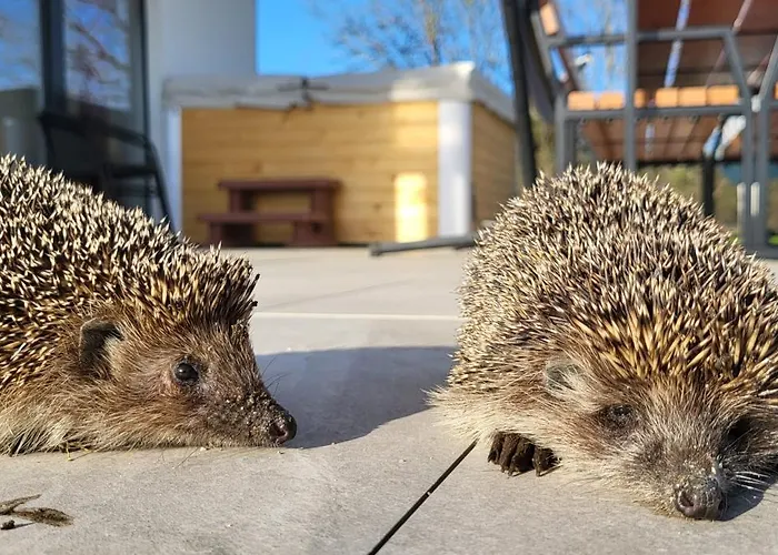 Maryja Z Prywatnym Duzym Jacuzzi I Sauna Przystan Pod Niebem Apartmán Leczyce